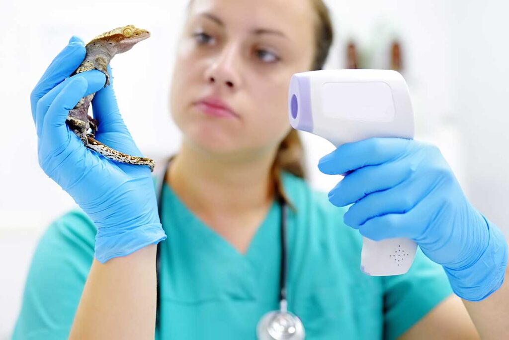 Beitrag 01 zu Reptilien 2 Beitrag hintergrundbild reptilien 001