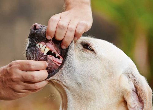 Zahnheilkunde Hunde Tierarzt Lohne