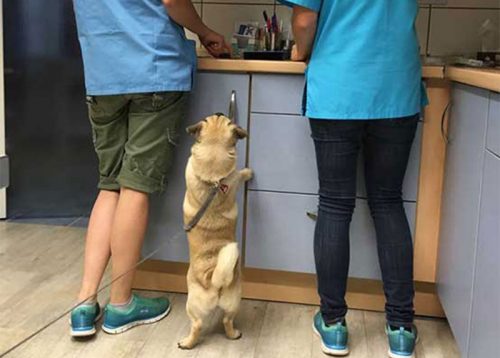 Lienenkämper-Impfungen_Hunde Lienenkämper-Impfungen_Hunde