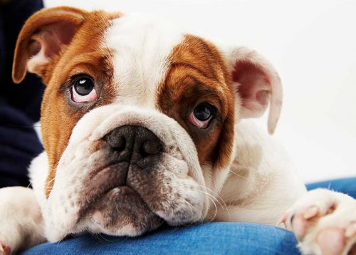 Lienenkämper-Kastration-Hunde Lienenkämper-Kastration-Hunde