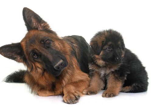 Lienenkämper-Zuchtvorsorge_Hunde Lienenkämper-Zuchtvorsorge_Hunde