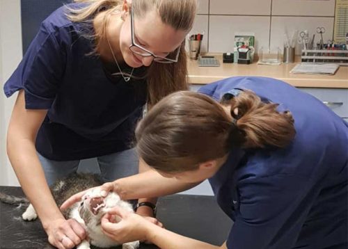 Lienenkämper-Ältere_Katzen Lienenkämper-Ältere_Katzen